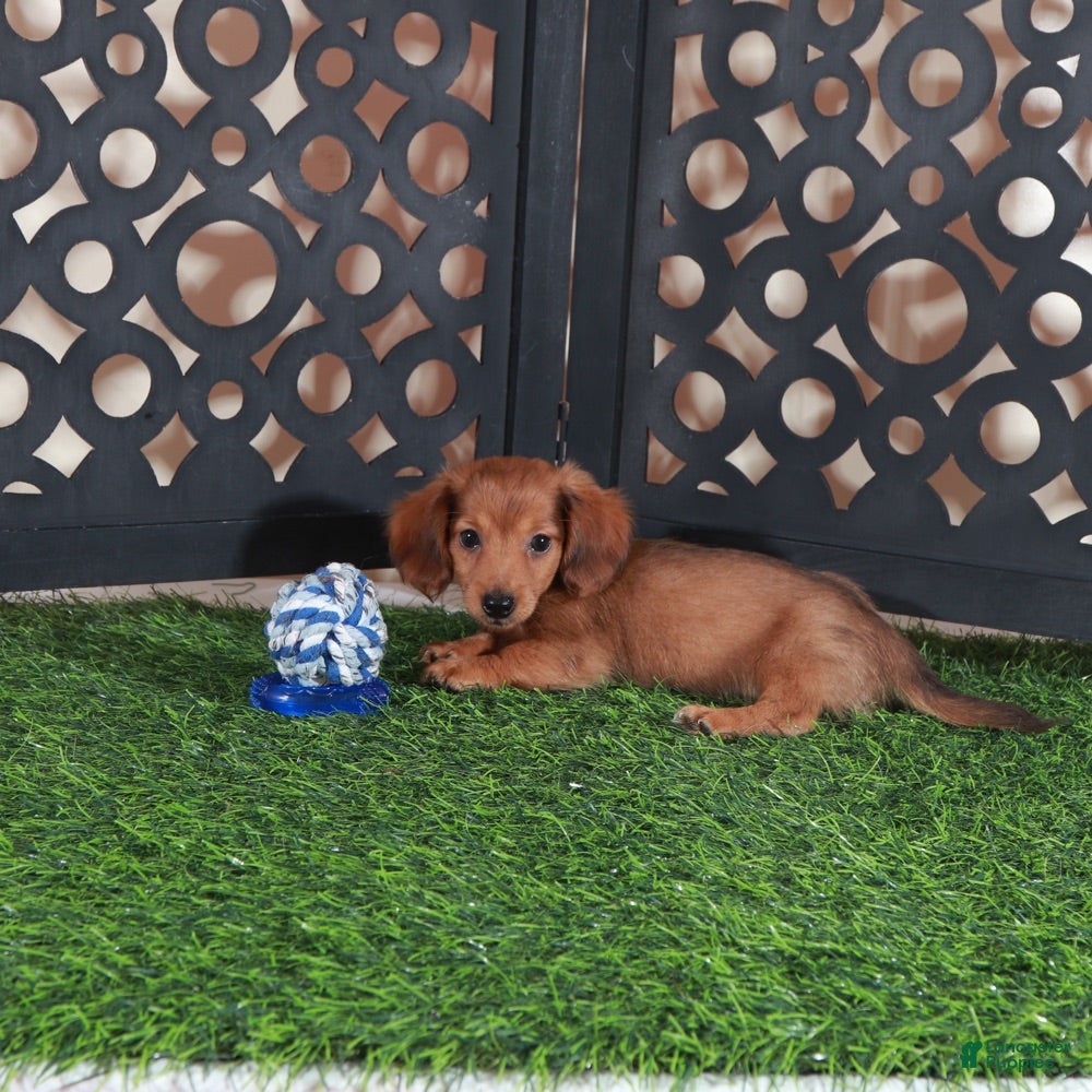 Miniature Dachshund dogs Magnum Adorable LH ACA Mini Dachshund - Ad 2
