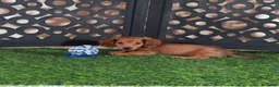 Miniature Dachshund dogs for sale: Magnum Adorable LH ACA Mini Dachshund - Ad 2