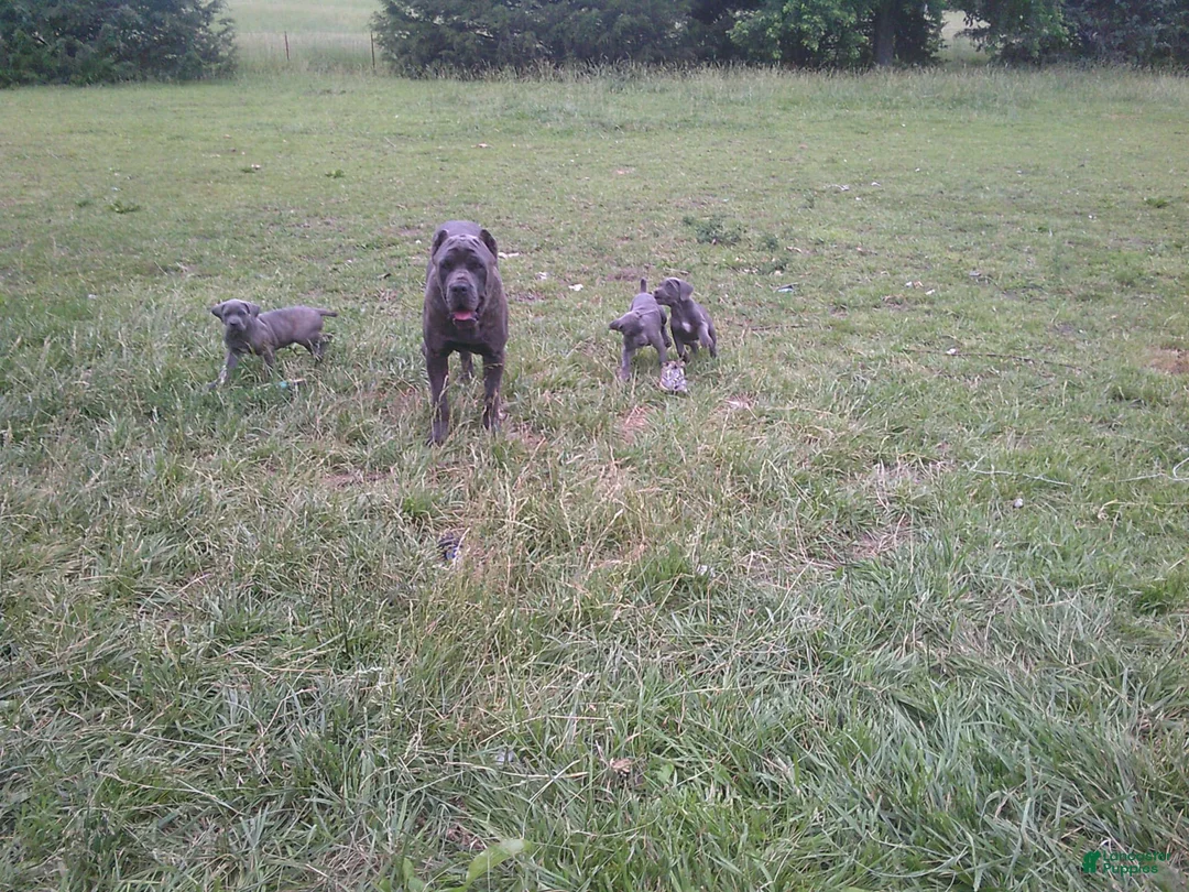 Gallery Image {{count}}