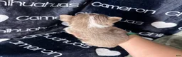 Chihuahua dogs for sale: Micro Thumper Lavender LC - Ad 3
