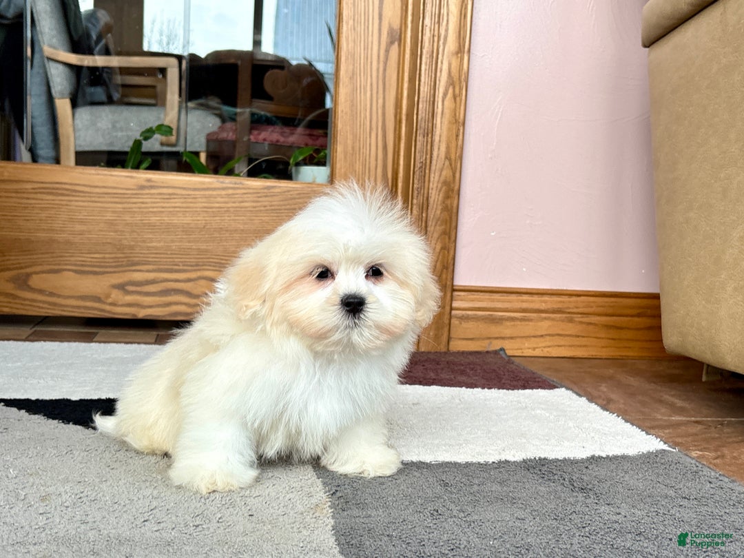 Lhasa Apso dogs for sale: Laura - Ad 2