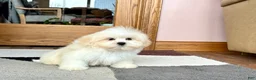 Lhasa Apso dogs for sale: Laura - Ad 2