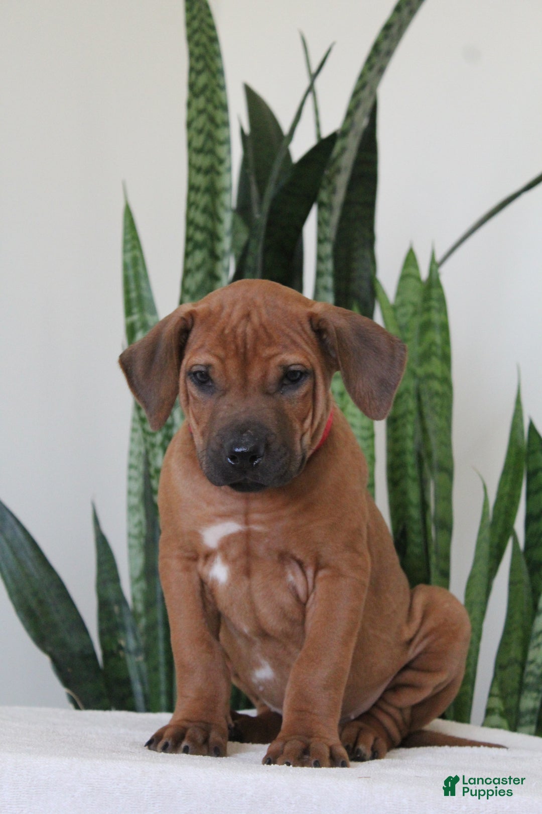 Rhodesian Ridgeback dogs for sale: Rhodesian Ridgeback Puppy 2 - Ad 2