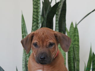 Rhodesian Ridgeback dogs Rhodesian Ridgeback Puppy 2 - Ad 3