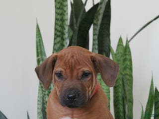 Rhodesian Ridgeback dogs Rhodesian Ridgeback Puppy 2 - Ad 10