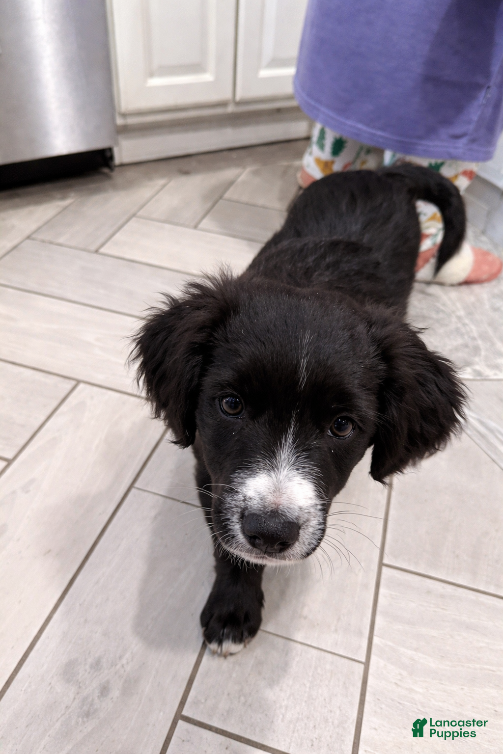 Mixed Breed dogs Shadow - Ad 2