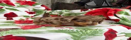 Miniature Dachshund dogs for sale: Davy - Ad 12