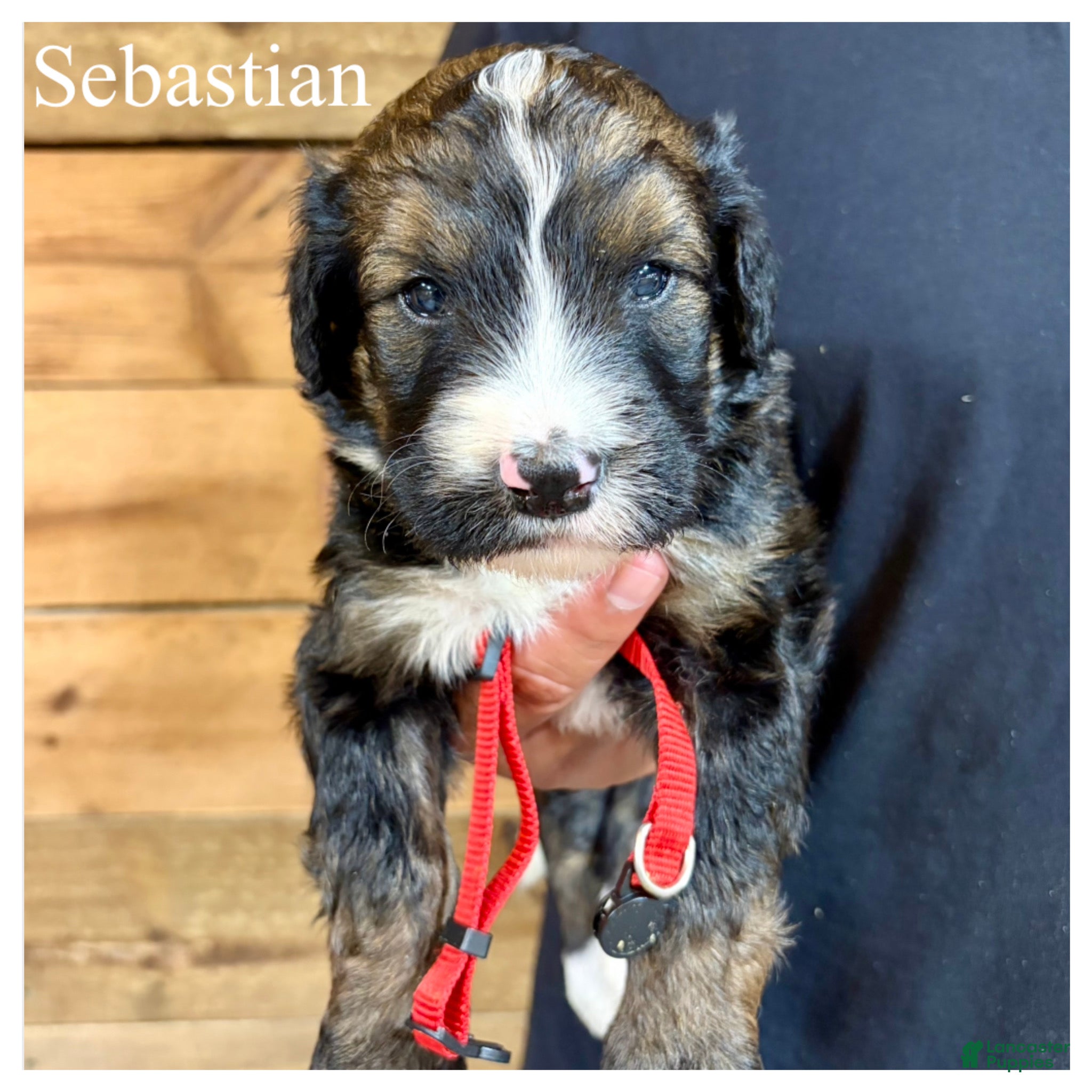 Bernedoodle dogs Sebastian- Standard F1 - Ad 41