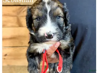Bernedoodle dogs Sebastian- Standard F1 - Ad 41