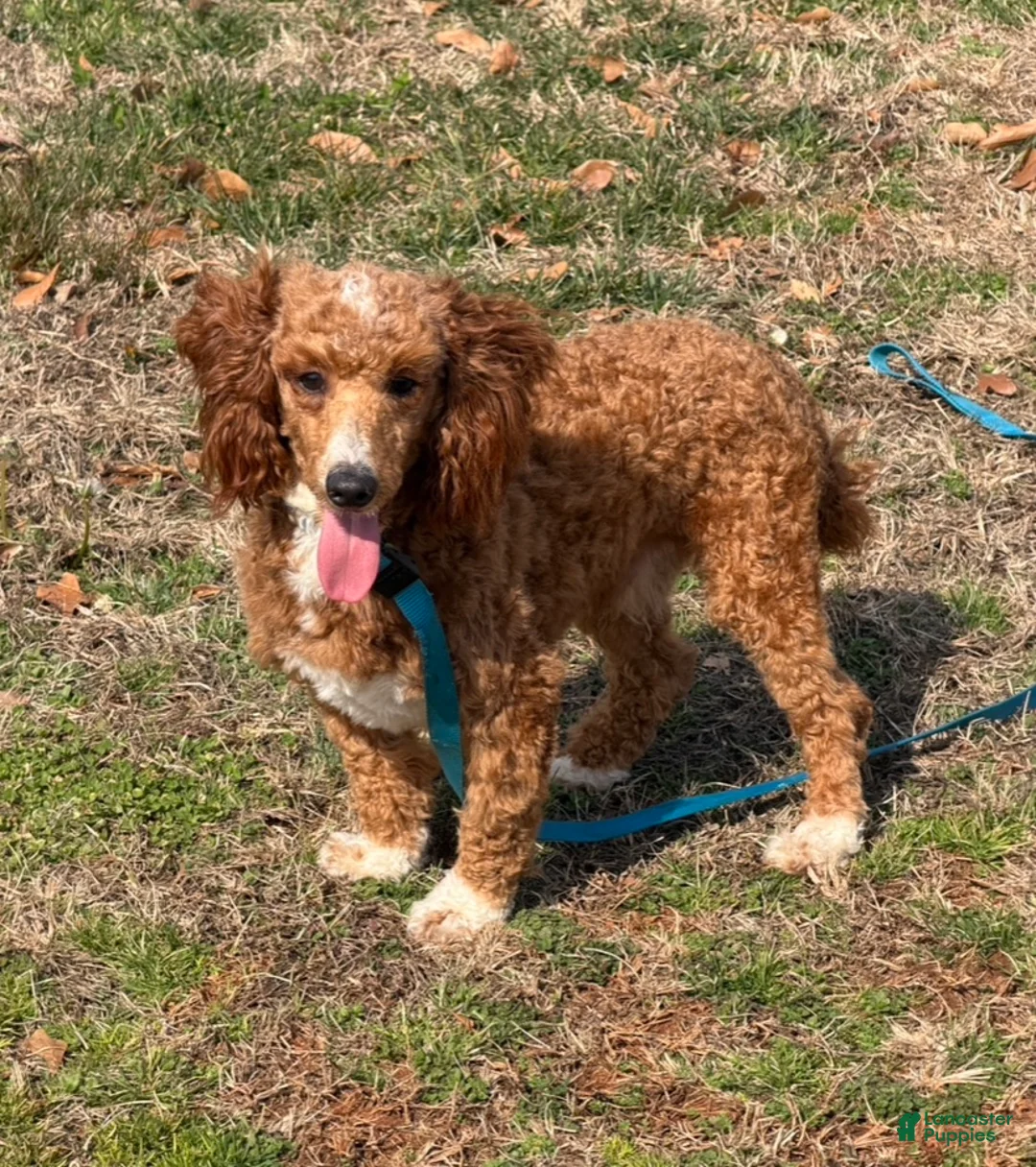 Miniature Poodle dogs for sale: Boomer - Ad 4