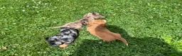 Miniature Dachshund dogs for sale: Shane - Ad 9