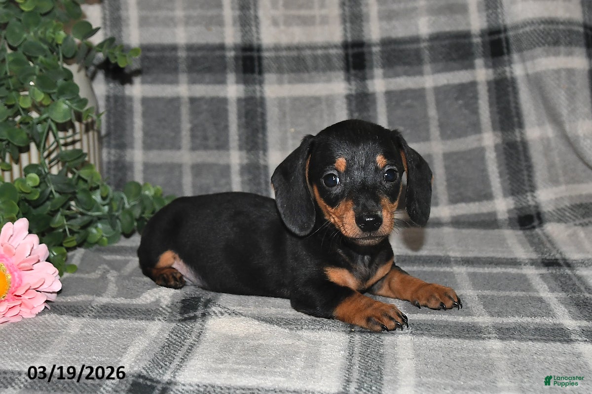 Miniature Dachshund dogs Conner - Ad 2