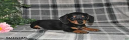 Miniature Dachshund dogs for sale: Conner - Ad 2