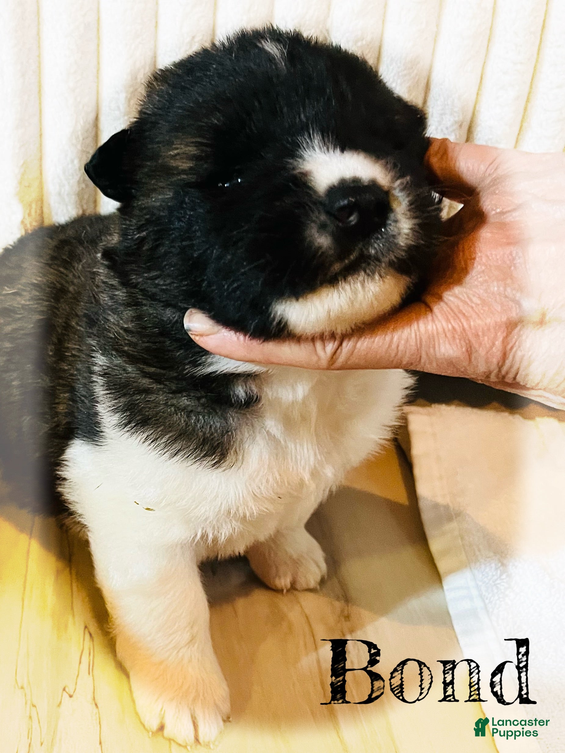 Akita dogs Bond - Ad 1