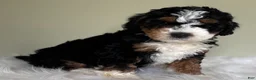 Mini Bernedoodle dogs for sale: Cinder  - Ad 3