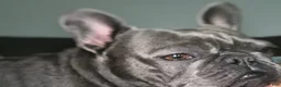 French Bulldog dogs for sale: French Bulldog 1 - Ad 5