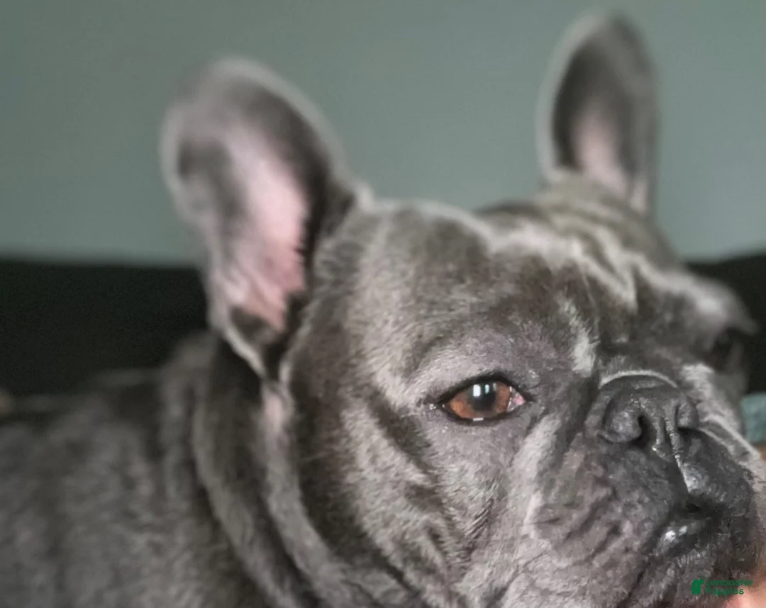 French Bulldog dogs for sale: French Bulldog 1 - Ad 5