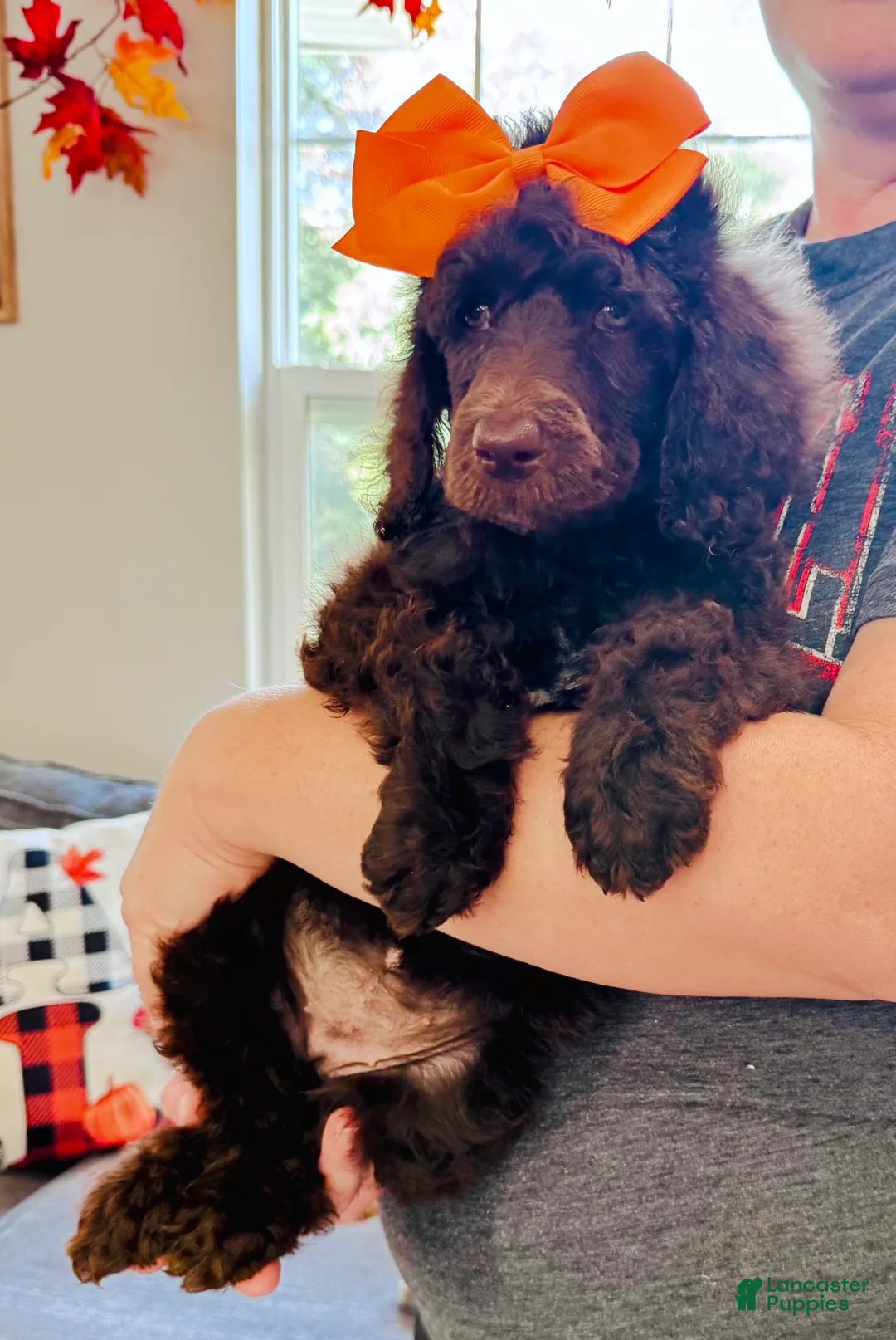 Standard Poodle dogs for sale: Orangie 🍊 - Ad 2