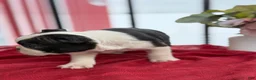 Boston Terrier dogs for sale: Titus - Ad 6