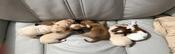 Mixed Breed dogs for sale: Hershey - Ad 7