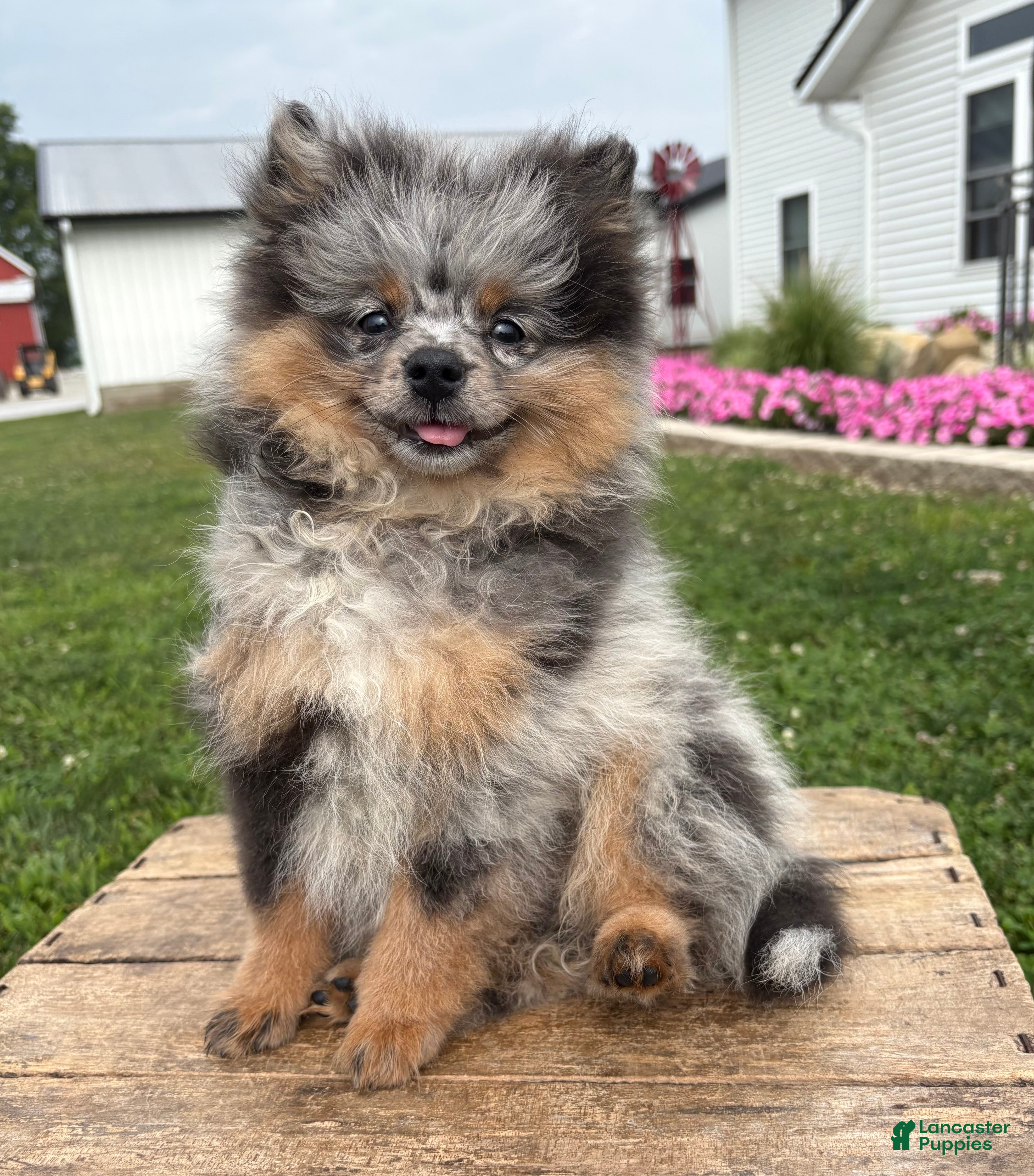 Pomeranian dogs Teddy - Ad 1