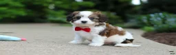 Cavachon dogs for sale: Benji - Ad 4