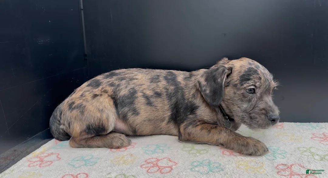 Mixed Breed dogs for sale: Bleu - Ad 9