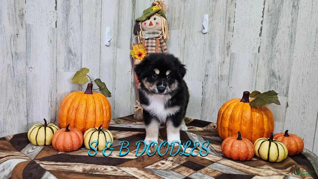 Miniature Australian Shepherd dogs for sale: Flash - Ad 4
