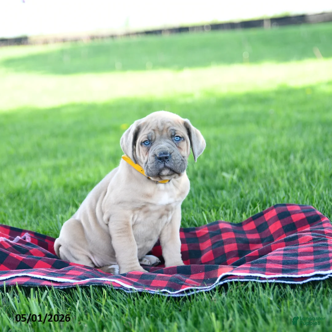 Cane Corso dogs for sale: Ikey - Ad 1
