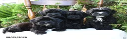 Havapoo dogs for sale: Zuzu - Ad 3