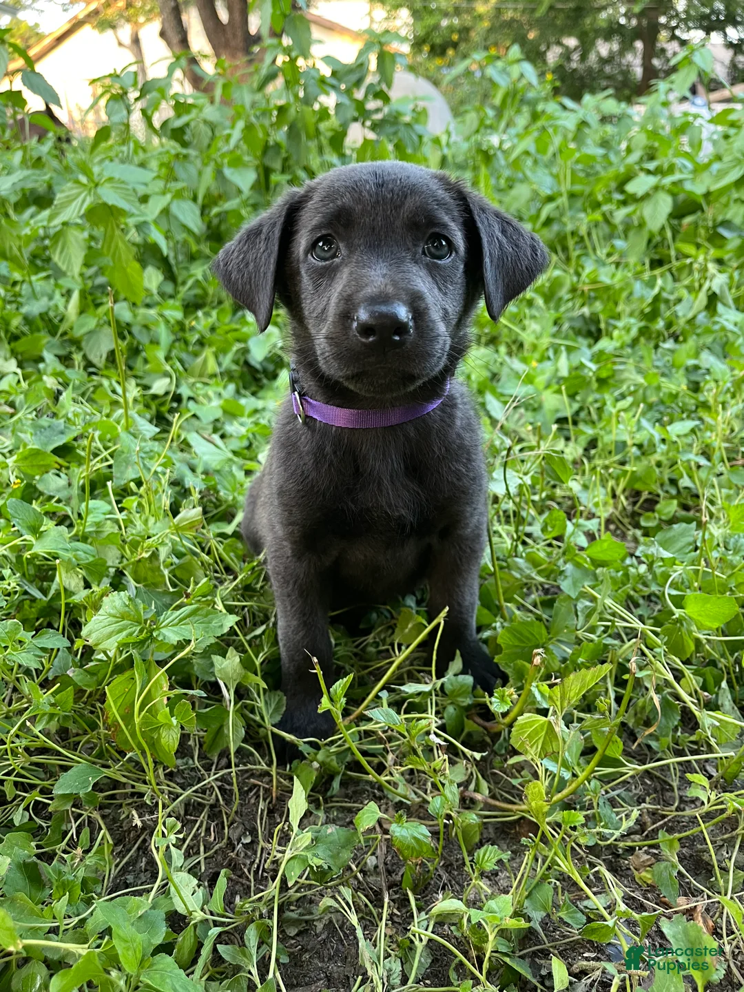 Mixed Breed dogs for sale: Purple  - Ad 1