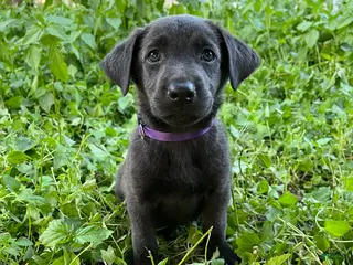 Mixed Breed dogs Purple - Ad 10