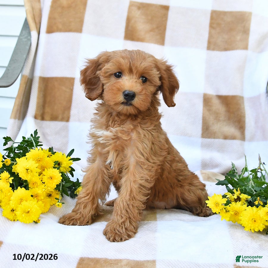 Mini Goldendoodle dogs Julie  - Ad 1