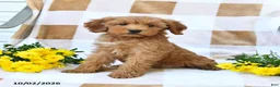 Mini Goldendoodle dogs for sale: Julie  - Ad 6