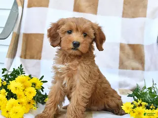 Mini Goldendoodle dogs Julie - Ad 1