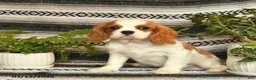 Cavalier King Charles Spaniel dogs for sale: Handsome - Ad 3