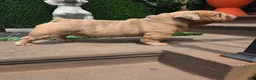 English Bulldog dogs for stud: OPEN FOR STUD - Ad 5