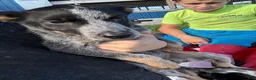 Australian Cattle Dog dogs for sale: Buddy - Ad 2