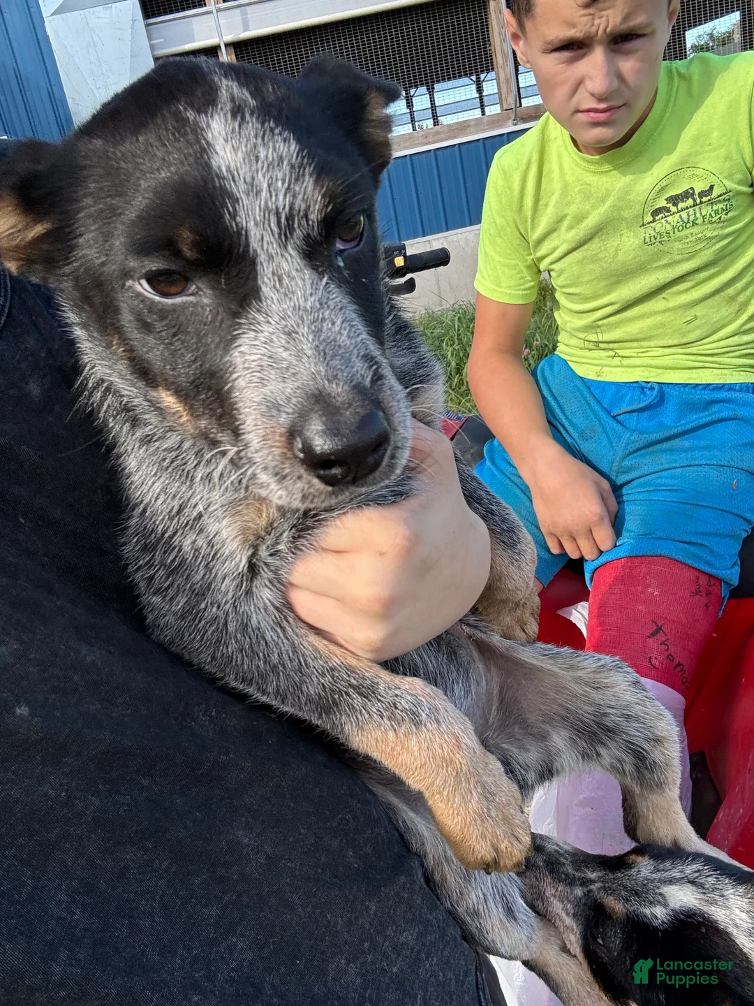 Australian Cattle Dog dogs for sale: Buddy - Ad 2