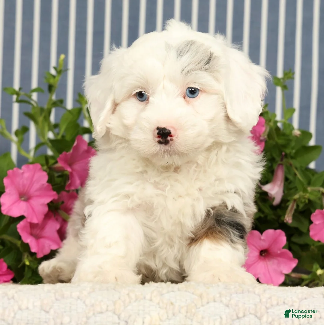 Mini Bernedoodle dogs for sale: Jasper - Ad 1