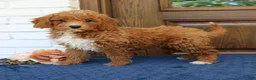 Mini Goldendoodle dogs for sale: Stella  - Ad 3