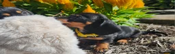 Miniature Dachshund dogs for sale: Zara - Ad 1