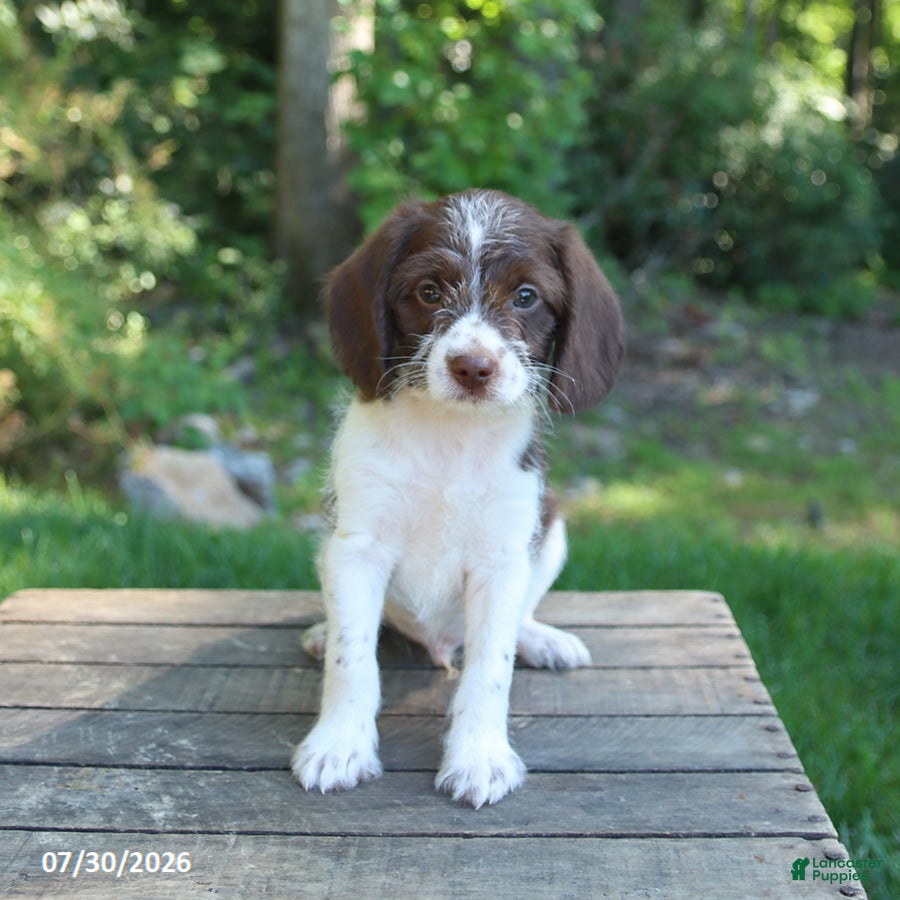 Mixed Breed dogs Winston - Ad 1