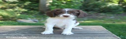Mixed Breed dogs for sale: Winston - Ad 1