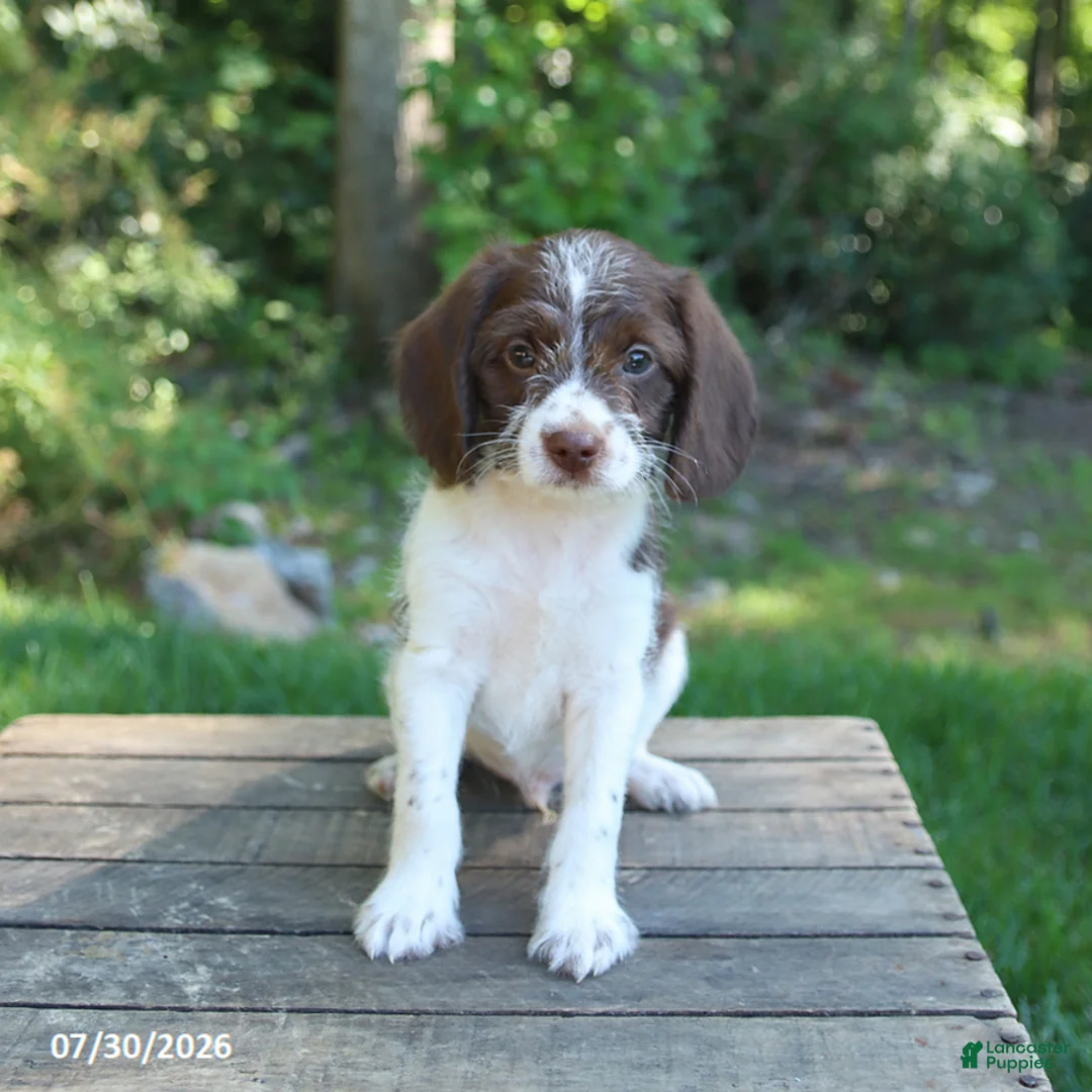 Mixed Breed dogs for sale: Winston - Ad 1