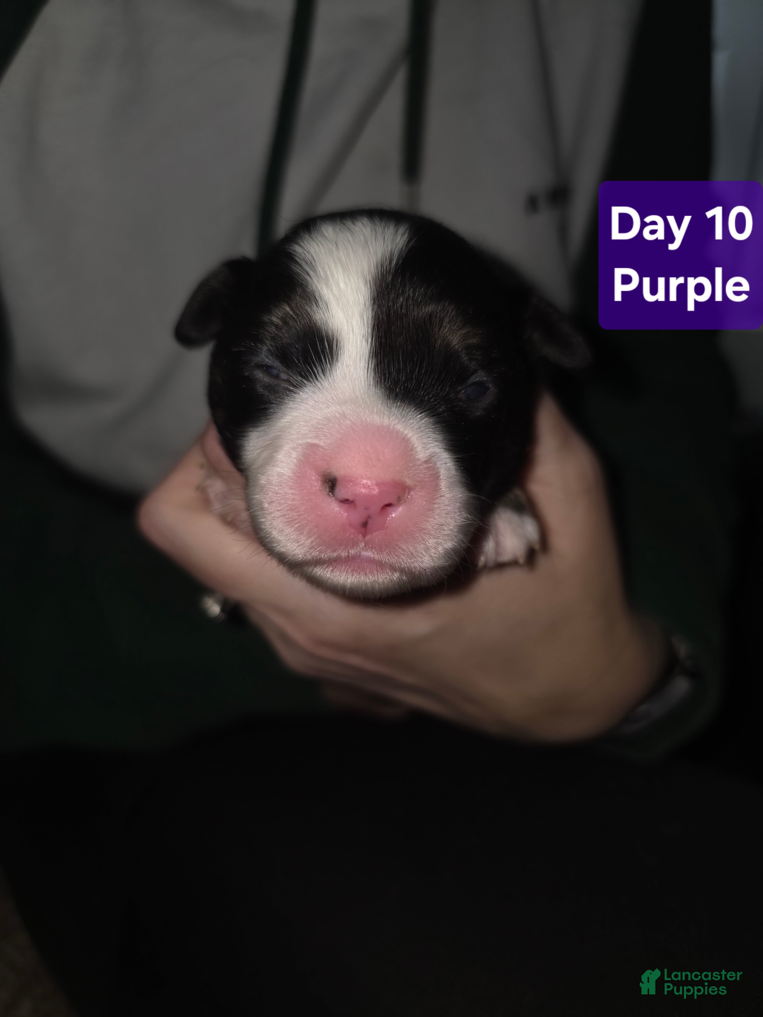 Mixed Breed dogs Purple *Updated 1/28 - Ad 26