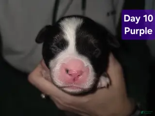 Mixed Breed dogs Purple *Updated 1/28 - Ad 26