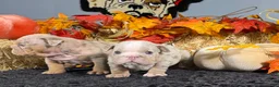 English Bulldog dogs for sale: English Bulldog 1 - Ad 4