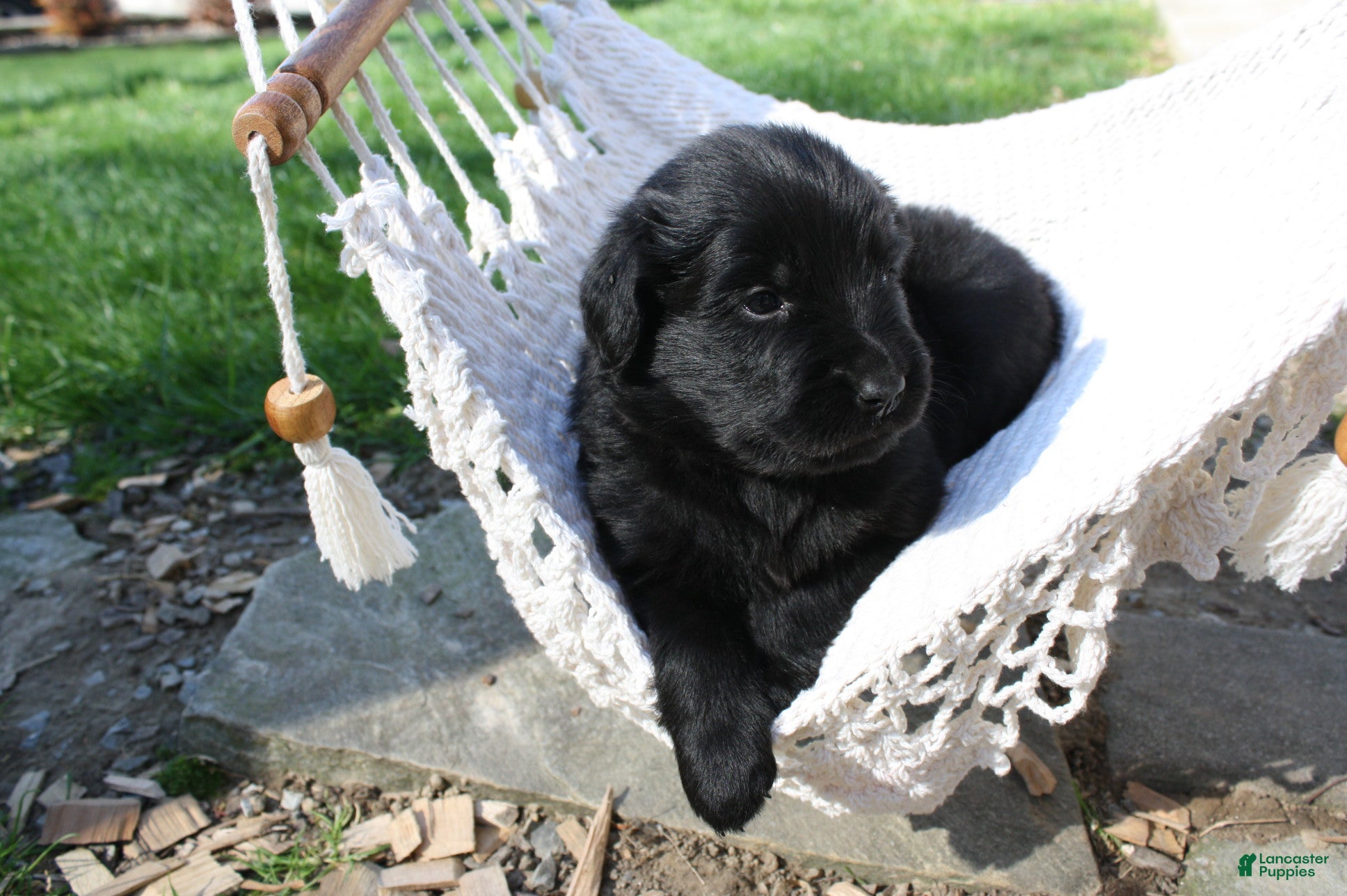 Newfoundland dogs Raven  - Ad 1