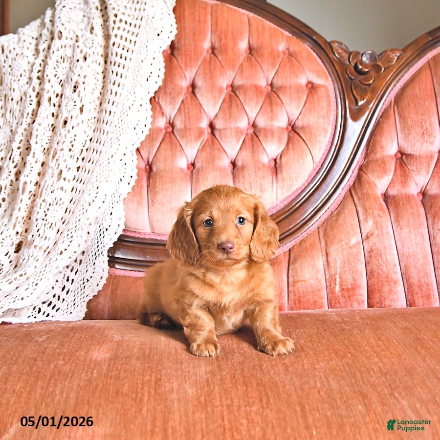 Miniature Dachshund dogs for sale: Cooper - Ad 3